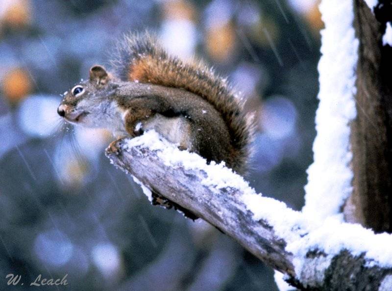 photo "Waiting for a Handout" tags: nature, wild animals