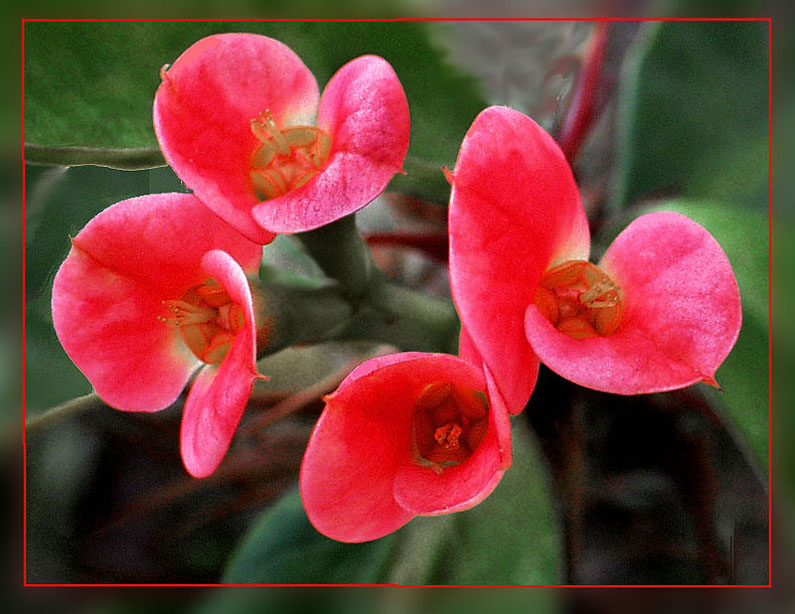 photo "Family Of Four" tags: macro and close-up, nature, flowers