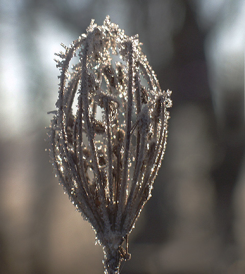 photo "Nature`s Faberge Egg" tags: macro and close-up, nature, flowers