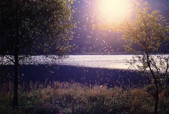 фото "pure sunlight # 2" метки: пейзаж, закат, лето