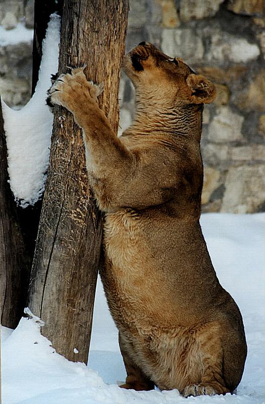 photo "The Steadiness" tags: nature, portrait, wild animals