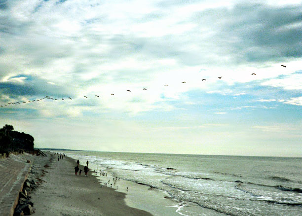 photo "Flocking Home" tags: landscape, nature, water, wild animals