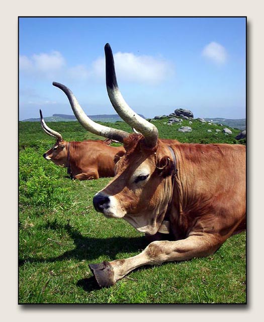 photo "two cows" tags: nature, pets/farm animals