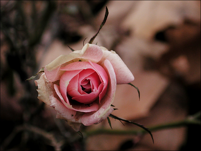 фото "Зимняя роза" метки: природа, цветы