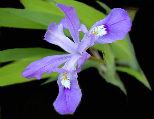 фото "Crested Dwarf Iris.." метки: природа, цветы