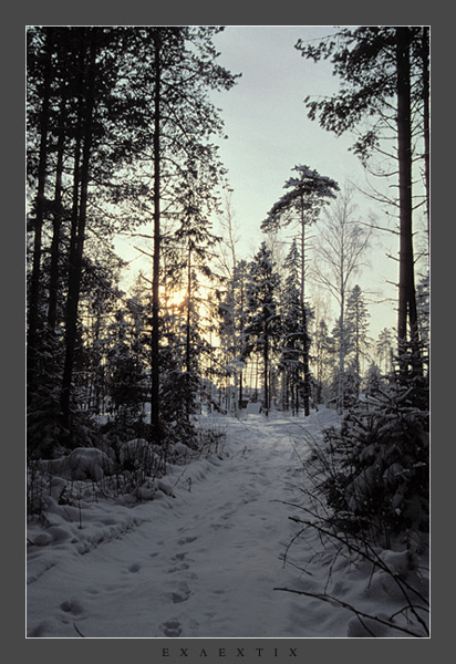 photo "Leaving a wood" tags: landscape, forest, winter