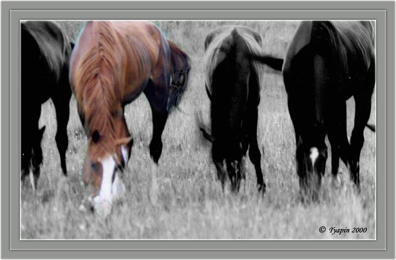 photo "Grazing Colts" tags: nature, pets/farm animals