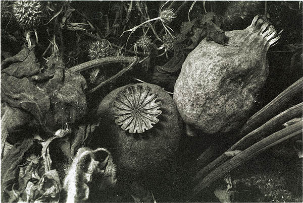 photo "Poppies from Kiev" tags: still life, nature, flowers