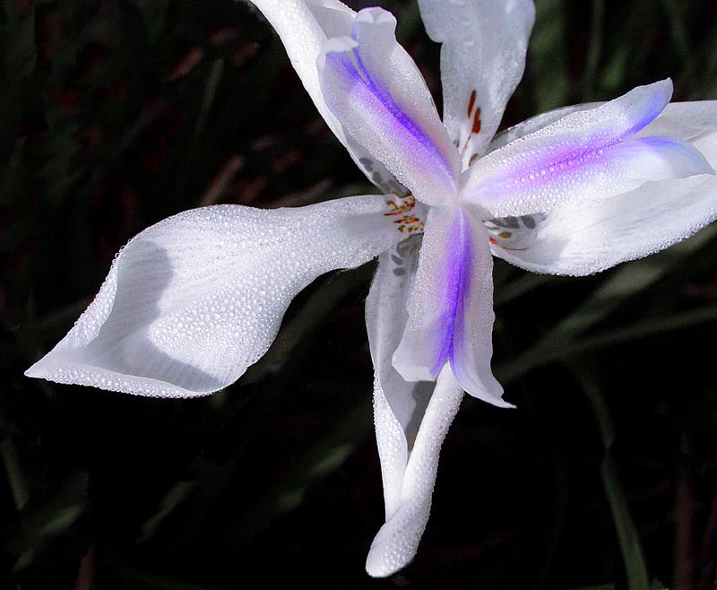 photo "African Iris" tags: macro and close-up, nature, flowers