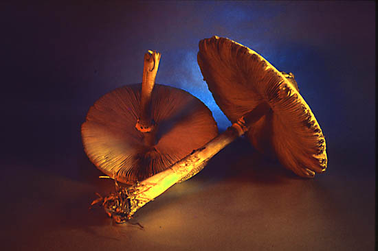 photo "Fungi" tags: still life, macro and close-up, 