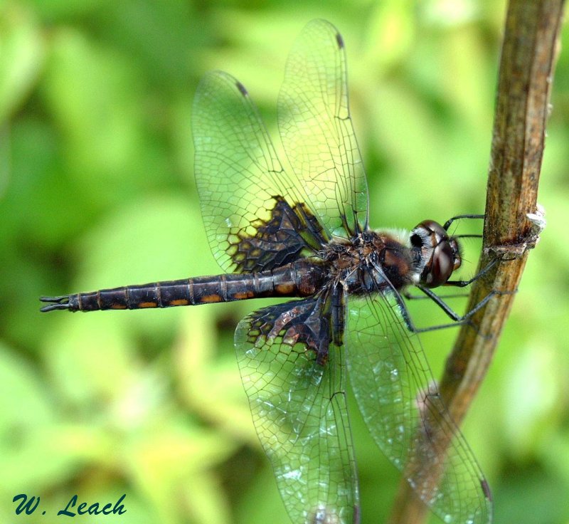 photo "Winged creature from prehistoric times?" tags: nature, macro and close-up, insect