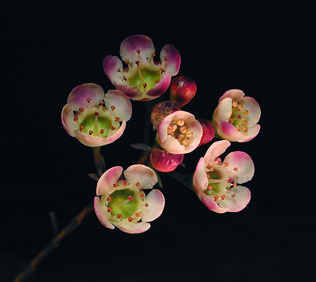 photo "Winter flowers" tags: macro and close-up, nature, flowers