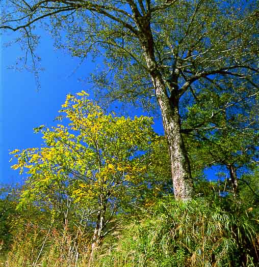 photo "Trees" tags: landscape, forest