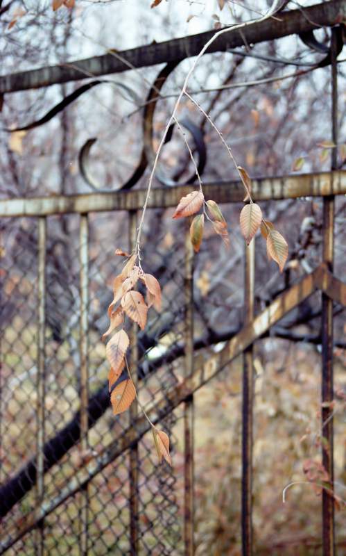 photo "Old fence" tags: genre, still life, 