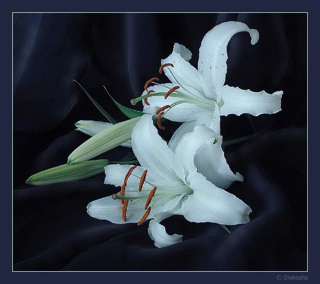 photo "Lilies" tags: still life, nature, flowers