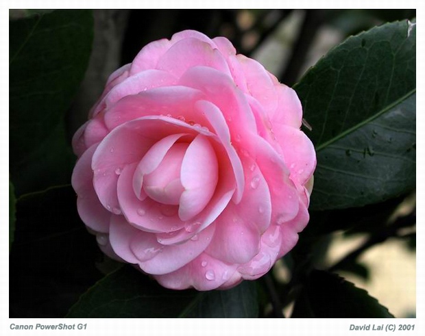 photo "Pink Lady" tags: macro and close-up, nature, flowers