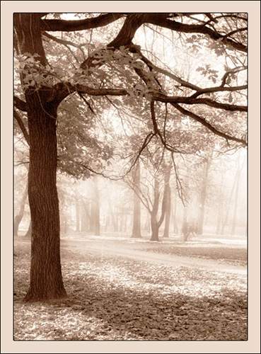 photo "Light autumn" tags: landscape, autumn, forest