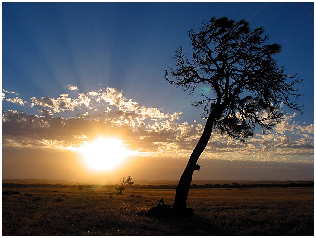 photo "Letter Box Tree" tags: travel, landscape, Australia, sunset