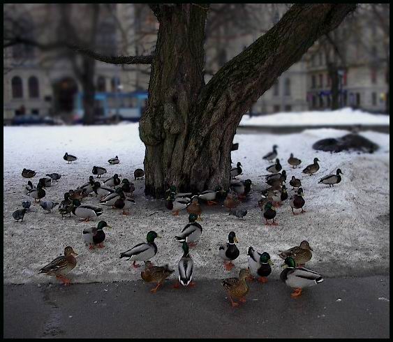 фото "Ducks in the Central Park: Hanging on and around" метки: пейзаж, природа, зима