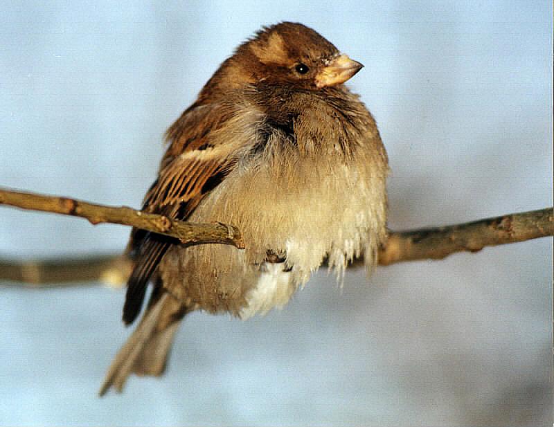 photo "The Sparrow-coldly" tags: nature, 