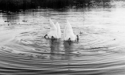 фото "Scared Swanes" метки: юмор, природа, дикие животные