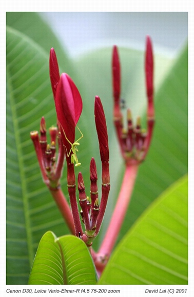 photo "Baby Mantis" tags: macro and close-up, nature, insect