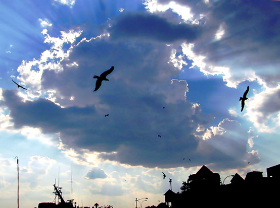 photo "When the Fishing Boats Return" tags: landscape, nature, clouds, wild animals