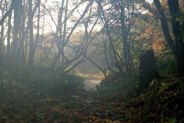 photo "Morning-tide" tags: landscape, autumn, forest