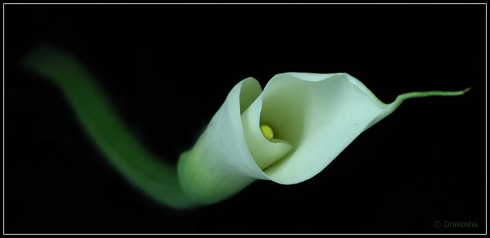 photo "The snake...." tags: still life, nature, flowers