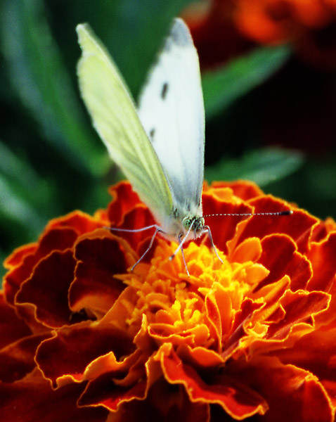 photo "Breakfast on a grass" tags: macro and close-up, nature, insect