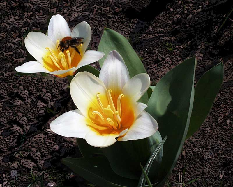 photo "first tulips" tags: nature, macro and close-up, flowers