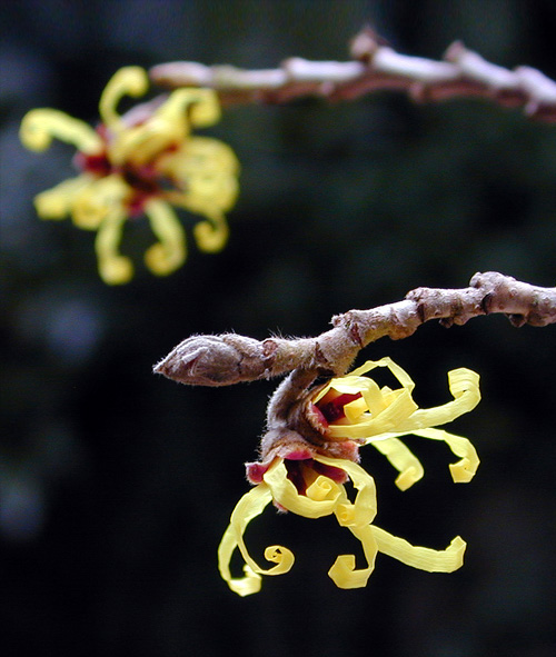 photo "Bloom" tags: macro and close-up, nature, flowers