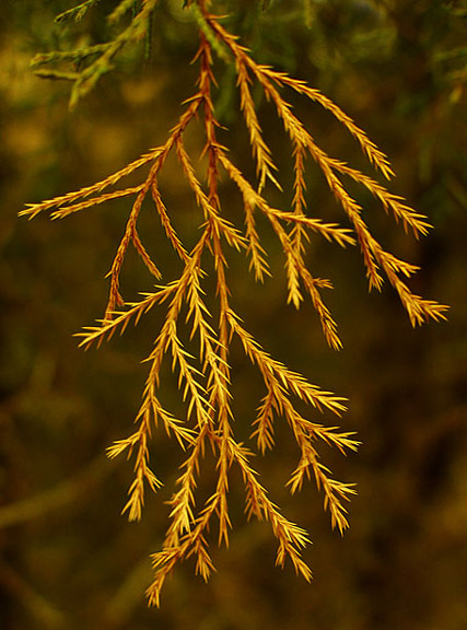 photo "Colors of Winter #6" tags: macro and close-up, nature, flowers