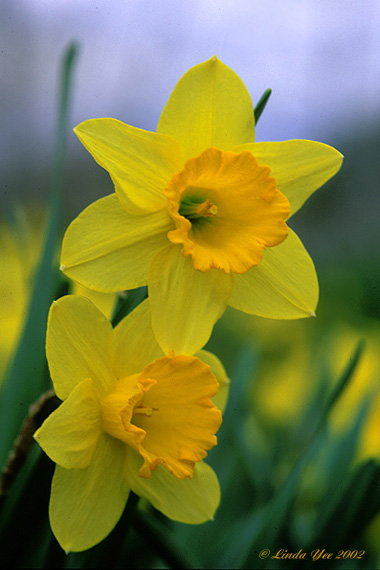 photo "Dreams of Spring in the Middle of Winter" tags: nature, macro and close-up, flowers