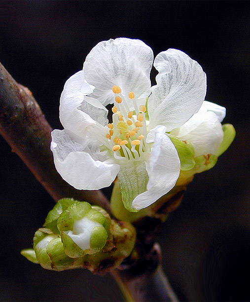 фото "January Blossom" метки: макро и крупный план, природа, цветы