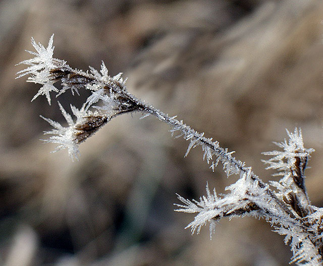 photo "Frosted Flowers" tags: macro and close-up, nature, flowers