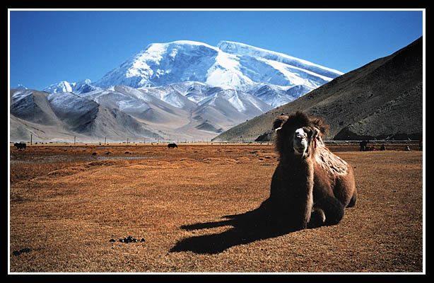 photo "Snowy Mountain & Camel" tags: landscape, mountains