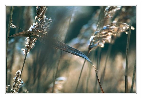 photo "Almost Abstraction (Grass)" tags: nature, landscape, flowers, winter