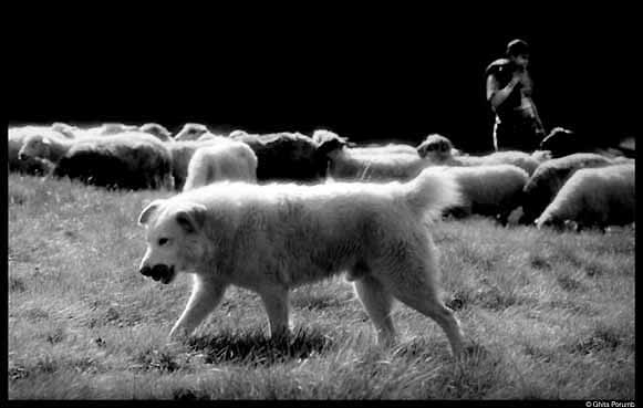 photo "Shepeherd 1" tags: misc., nature, pets/farm animals