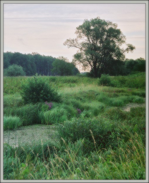 photo "Staritsa in the morning #2" tags: landscape, summer