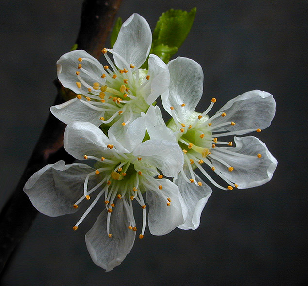 photo "2 days later" tags: macro and close-up, nature, flowers