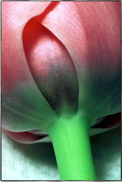 photo "Tulip" tags: macro and close-up, nature, flowers