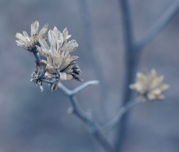 photo "The Winter Blues" tags: macro and close-up, nature, flowers