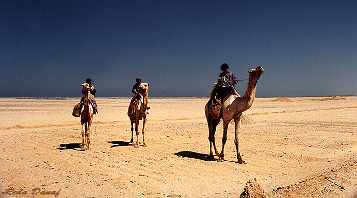 фото "Camel Riders" метки: путешествия, пейзаж, Африка