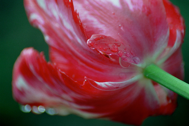 фото "Тюльпан" метки: макро и крупный план, природа, цветы