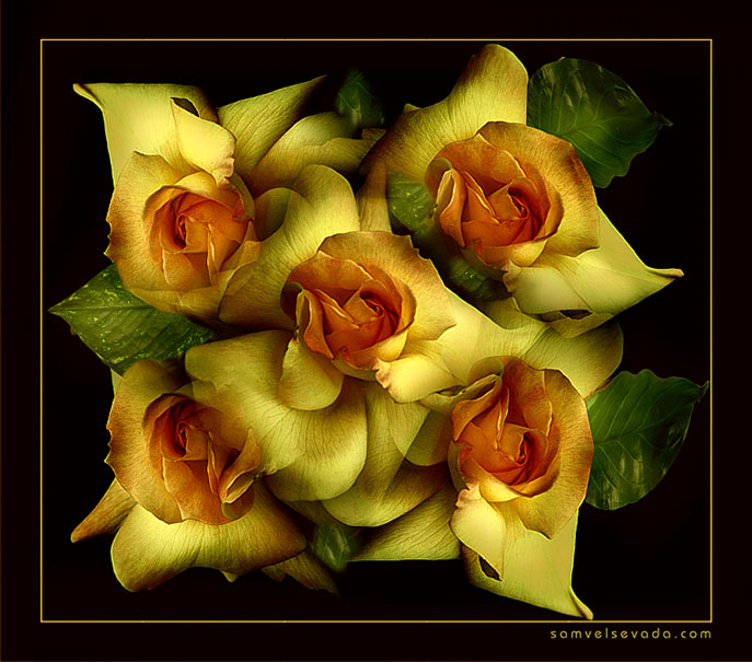 фото "ROSES FOR YOU !" метки: природа, разное, цветы