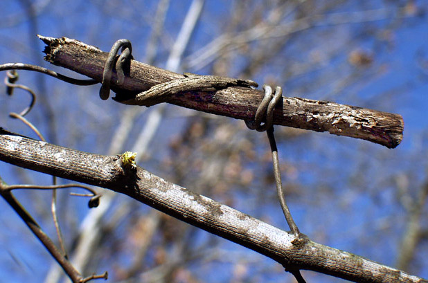 photo "Balance of Nature" tags: macro and close-up, nature, flowers