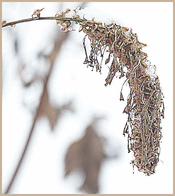 photo "sanguisorba" tags: nature, macro and close-up, flowers