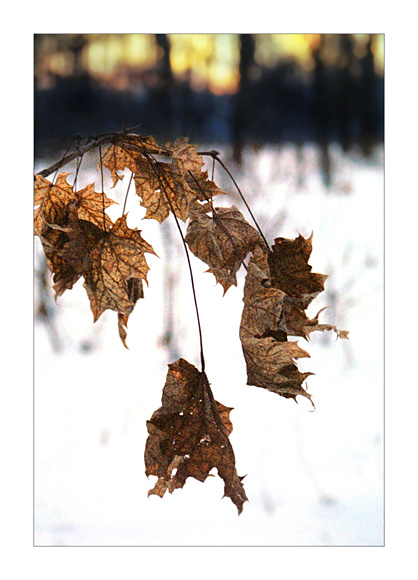 photo "Time goes" tags: landscape, nature, flowers, winter