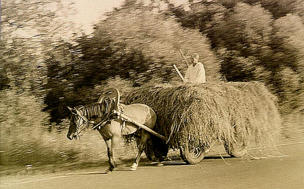 photo "Gallop" tags: travel, 